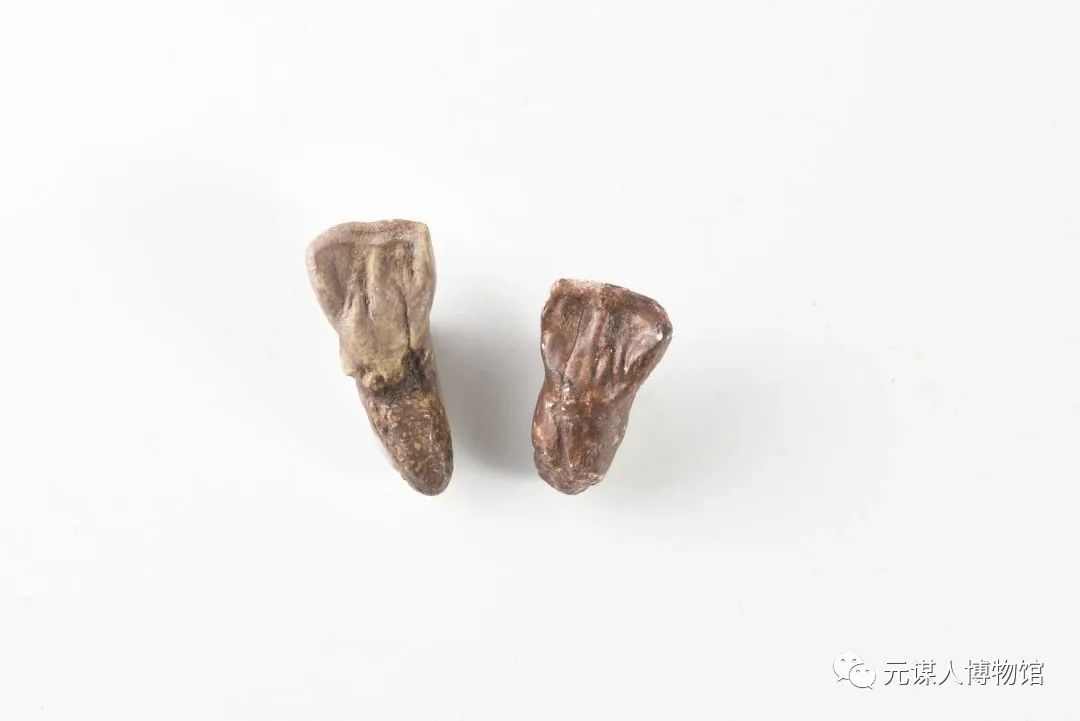 走进元谋人博物馆（一）| 聊一聊元谋人门齿化石——元谋县文化馆