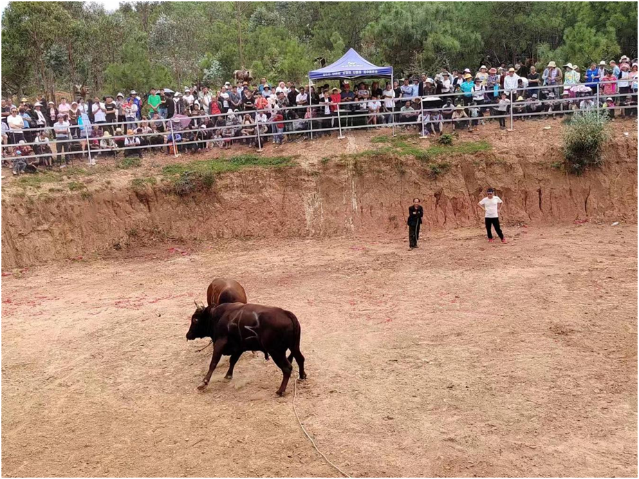 元谋县羊街镇:火把节"斗牛狂欢节"上演"牛王"争霸赛