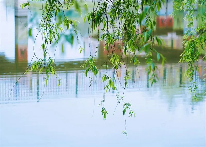 https://manager.ynggwhy.cn/file/group19/M00/00/E8/rBABy2fOSICEP50sAAAAAIDtl1Q164.jpg
