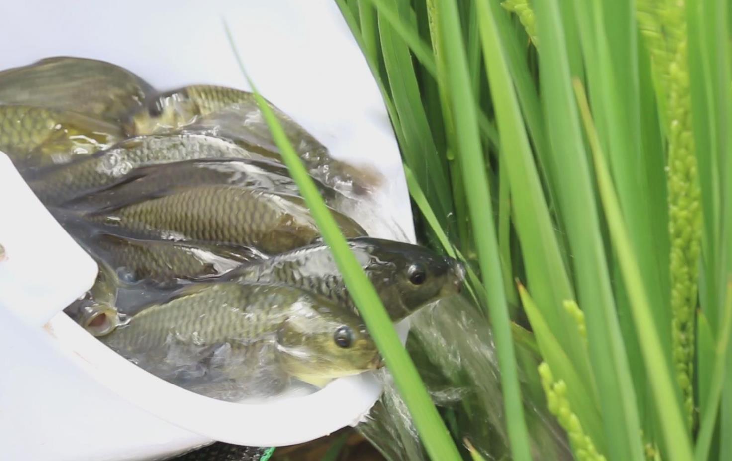 此次投放稻花鱼苗2200公斤,在"鱼稻共生"生态种养殖模式下,预计每亩